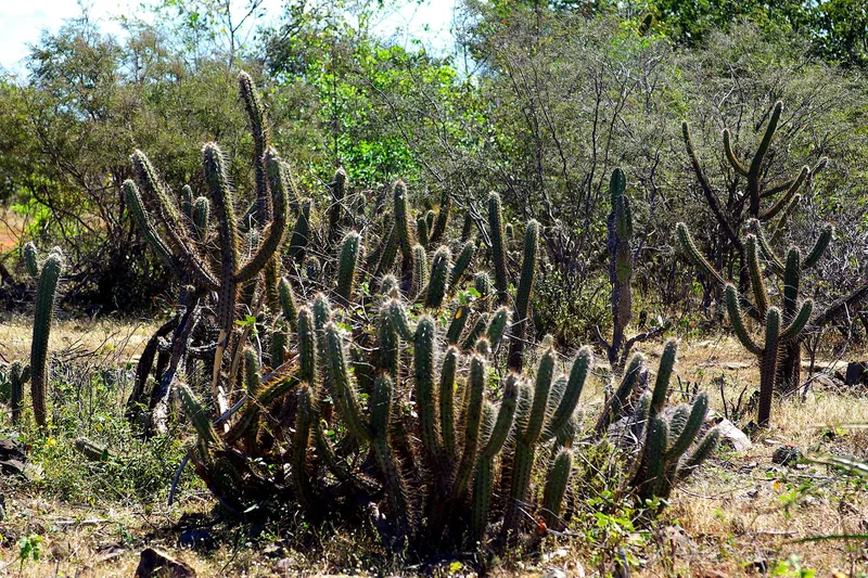 Cactos e vegetação seca da caatinga na Serra dos Matões, no Piauí